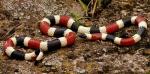 SONORAN CORALSNAKE  <br />Micruroides euryxanthus | Snake Species