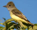 Great Crested Flycatcher - Bird Species | Frinvelis jishebi | ფრინველის ჯიშები