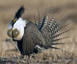 Gunnison Sage-Grouse - Bird Species | Frinvelis jishebi | ფრინველის ჯიშები