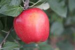 Galarina - Apple Varieties list a - z  