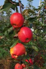 Autumn Gala - Apple Varieties list a - z  