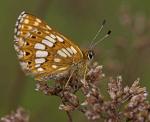 D of B Fritillary - Butterfly species | PEPLIS JISHEBI | პეპლის ჯიშები