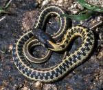 Thamnophis cyrtopsis cyrtopsis  - Western Black-necked Gartersnake - Snake Species | Gveli | გველი