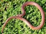 Carphophis amoenus amoenus - Eastern Wormsnake | Snake Species
