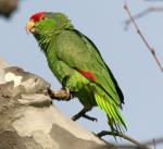 Red-crowned Parrot - Bird Species | Frinvelis jishebi | ფრინველის ჯიშები