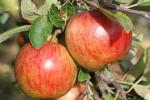 Ellison's Orange - Apple Varieties list a - z  