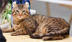American Curl | Cat | Cat Breeds
