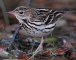 Pechora Pipit - Bird Species | Frinvelis jishebi | ფრინველის ჯიშები