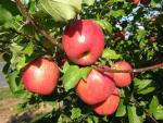 Fuji (Brak Cltv) - Apple Varieties list a - z  