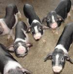 Ningxiang | Pig | Pig Breeds