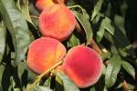Sweet-N-Up | Peach Species 