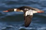 Red-breasted Merganser - Bird Species | Frinvelis jishebi | ფრინველის ჯიშები