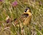 Smith's Longspur - Bird Species | Frinvelis jishebi | ფრინველის ჯიშები