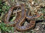 Pituophis catenifer annectens - San Diego Gopher Snake | Snake Species