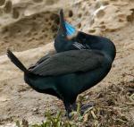 Brandt's Cormorant - Bird Species | Frinvelis jishebi | ფრინველის ჯიშები