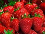 Elegance - Strawberry  Varieties | marwyvis jishebi | მარწყვის ჯიშები