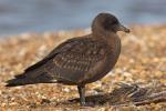 Great Skua - Bird Species | Frinvelis jishebi | ფრინველის ჯიშები