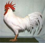 Leghorn | Chicken | Chicken Breeds