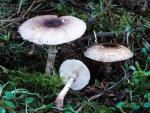 Lepiota roseifolia - fungi species list A Z