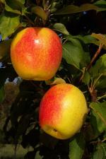 SunCrisp - Apple Varieties list a - z  