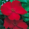 Altissimo - Rose Varieties | VARDI |  ვარდი                                                                                                                