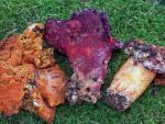 Hypomyces lactifluorum - Fungi Species