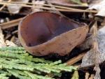 Peziza violacea - Fungi Species | sokos jishebi | სოკოს ჯიშები
