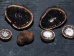 Elaphomyces muricatus - Fungi Species | sokos jishebi | სოკოს ჯიშები
