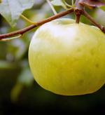 Lodi - Apple Varieties list a - z  