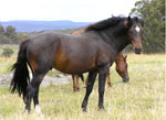 Waler | Horse | Horse Breeds