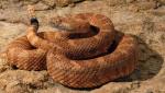 SPECKLED RATTLESNAKE<br />  Crotalus mitchellii - Snake Species | Gveli | გველი