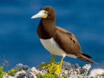 Brown Booby - Bird Species | Frinvelis jishebi | ფრინველის ჯიშები