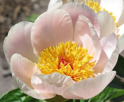 Age of Victoria -                                                                                                                 Peonies Varieties | PIONI | პიონი