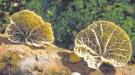 Tetrapyrgos subdendrophora - Fungi Species | sokos jishebi | სოკოს ჯიშები