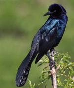 Boat-tailed Grackle - Bird Species | Frinvelis jishebi | ფრინველის ჯიშები