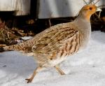 Gray Partridge - Bird Species | Frinvelis jishebi | ფრინველის ჯიშები