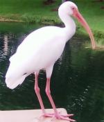 White Ibis - Bird Species | Frinvelis jishebi | ფრინველის ჯიშები