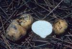 Leucogaster rubescens - Fungi Species