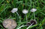 Coprinopsis friesii - fungi species list A Z