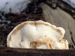 Oligoporus leucospongia - Fungi Species | sokos jishebi | სოკოს ჯიშები