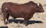 Barzona - COW BREEDS | DZROXIS JISHEBI | ძროხის ჯიშები