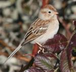 Field Sparrow - Bird Species | Frinvelis jishebi | ფრინველის ჯიშები