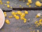 Dacrymyces capitatus - fungi species list A Z