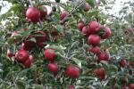 Red Jonaprince - Apple Varieties list a - z  