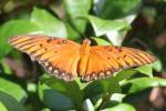 Q of S Fritillary | Butterfly species