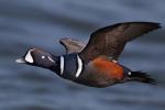 Harlequin Duck - Bird Species | Frinvelis jishebi | ფრინველის ჯიშები