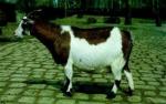 West African Dwarf Goat | Goat | Goat Breeds