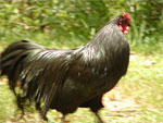 Sumatra | Chicken | Chicken Breeds