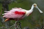 Roseate Spoonbill - Bird Species | Frinvelis jishebi | ფრინველის ჯიშები