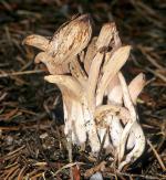 Clavariadelphus caespitosus - fungi species list A Z